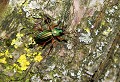 Onet l'église (Aveyron) Mai 2009 Carabe, coleoptere, insecte, aveyron, midi-pyrenees 
