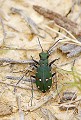 Massif de la Clape (Aude) Mai 2011 Carabe, coleoptere, insecte, aude, languedoc 