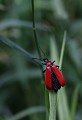 Faumontagne (Tarn) Juin 2011 Coleoptere, insecte, foret, tarn, midi-pyrenees 