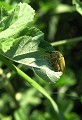 Moussan (Aude) Mai 2005 Coleoptere, insecte, aude, languedoc, chardons, apiacees 