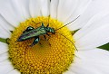 Saint Amans Valtoret (Tarn) Juin 2011 Coleoptere, insecte, fleur, tarn, midi-pyrenees 
