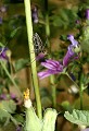 Moussan (Aude) Mai 2010 Longicorne, cerambicide, coleoptere, chardon, insecte, aude, languedoc 