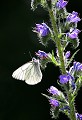 Les Hermaux (Lozère) Mai 2007 Lepidoptere, papillon, fleur, lozere, languedoc 