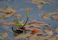 Lac de Bonnecombe (Lozère) Juin 2006 Odonate, libellule, insecte, lozere, aubrac, languedoc 