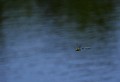 Lac de Bonnecombe (Lozère) Juin 2009 Odonate, libellule, insecte, aubrac, lozere, languedoc 