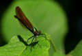 Faumontagne (Tarn) Juin 2011 Odonate, libellule, insecte, tarn, midi-pyrenees 