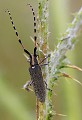 Massif de la Clape (Aude) Mai 2011 Longicorne, cerambicide, insecte, aude, languedoc 
