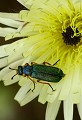 Lespignan (Hérault) Mai 2010 Chrysomele, coleoptere, insecte, herault, languedoc 