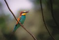 Le Guêpier est, à coup sûr, un de nos plus beaux oiseaux européens. Moussan (Aude) Juin 1999. Oiseau, passereau, guepier, aude, languedoc 