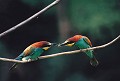 A la mi-mai, les mâles renforcent le lien conjugal en multipliant les fréquences d'offrandes à la femelle composées exclusivement d'insectes et d'araignées. Moussan (Aude) Juin 1999 Oiseau, passereau, guepier, aude, languedoc 