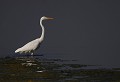 Le Crotoy (Somme) Septembre 2011 Oiseau, echassier, aigrette, somme, nord 
