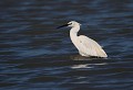 Étang de Cuxac (Aude) Mai 2006 Oiseau, echassier, aigrette, aude, languedoc 