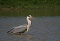 Étang de Cuxac (Aude) Mai 2006 Oiseau, echassier, heron, aude, languedoc 