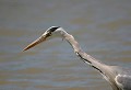 Étang de Cuxac (Aude) Mai 2006 Oiseau, echassier, heron, aude, languedoc 