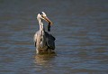 Étang de Cuxac (Aude) mai 2006 Oiseau, echassier, heron, aude, languedoc 