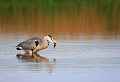Étang de Cuxac (Aude) Mai 2006 Oiseau, echassier, heron, aude, languedoc 