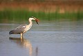 Étang de Cuxac (Aude) Mai 2006 Oiseau, echassier, heron, aude, languedoc 