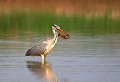 Étang de Cuxac (Aude) Mai 2006 Oiseau, echassier, heron, aude, languedoc 