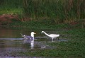Étang de Cuxac (Aude) Mai 2006 Oiseau, echassier, palmipede, goeland, aigrette, aude, languedoc 