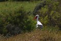 Baie de Somme (Juin 2011) Oiseau, echassier, cigogne, somme, nord 