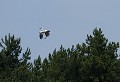 Baie de Somme (Somme) Juin 2011 Oiseau, echassier, heron, somme, nord 