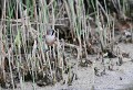 Étang de Cuxac (Aude) Mai 2006 Oiseau, passereau, mesange, aude, languedoc 