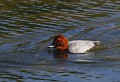Baie de Somme (Septembre 2011) oiseau, palmipede, canard, somme, nord 