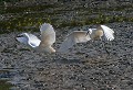 Étang de Cuxac (Aude) Juin 2007 Oiseau, echassier, aigrette, aude, languedoc 