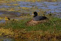 Baie de Somme (Juin 2011) Oiseau, palmipede, foulque, somme, nord 