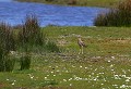 Bassin d'Arcachon-Delta de l'Eyre (Gironde) Avril 2011 Oiseau, œdicneme criard, gironde, aquitaine 