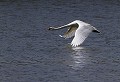 Baie de Somme (Juin 2011) Oiseau, palmipede, cygne, somme, nord 