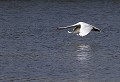 Baie de Somme (Juin 2011) Oiseau, palmipede, cygne, somme, nord 