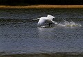 Baie de Somme (Juin 2011) Oiseau, palmipede, cygne, somme, nord 