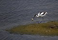 Baie de Somme (Juin 2011) Oiseau, echassier, avocette, somme, nord 