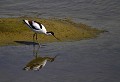 Baie de Somme (Juin 2011) Oiseau, echassier, avocette, somme, nord 