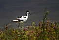 Baie de Somme (Juin 2011) Oiseau, echassier, avocette, somme, nord 