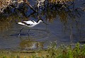 Baie de Somme (Juin 2011) Oiseau, echassier, avocette, somme, nord 