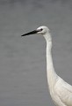 Étang de Cuxac (Aude) Juin 2007 Oiseau, echassier, aigrette, aude, languedoc 