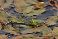 Col de Bonnecombe (Lozère) Juin 2006 Amphibien, grenouille, lozere, aubrac, languedoc 