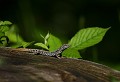 Lac des Saints Peyres (Tarn) Juin 2010 Reptile, lezard, tarn, midi-pyrenees 