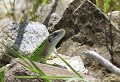 Hameau de la Fabreguette (Lozère) Juillet 2010 Reptile, lezard, lozere, languedoc 