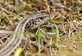 Fraissinet (Lozère) Août 2010 Reptile, lezard, lozere, languedoc 