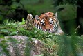 Parc d'Auneau (Eure et Loir) Juin 2006 Mammifere, carnivore, felin, tigre, siberie 