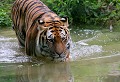 Parc d'Auneau (Eure et Loir) Juin 2006 Mammifere, carnivore, felin, tigre, siberie 