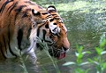 Parc d'Auneau (Eure et Loir) Juin 2006 Mammifere, carnivore, felin, tigre, siberie 
