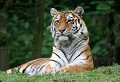 Parc d'Auneau (Eure et Loir) Juin 2006 Mammifere, carnivore, felin, tigre, siberie 