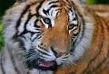 Parc d'Auneau (Eure et Loir) Juin 2006 Mammifere, carnivore, felin, tigre, siberie 