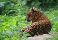 Parc d'Auneau (Eure et Loir) Juin 2006 Mammifere, carnivore, felin, panthere, leopard, iran, asie 