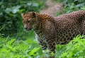 Parc d'Auneau (Eure et Loir) Juin 2006 Mammifere, carnivore, felin, panthere, leopard, iran, asie 