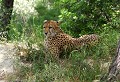 Réserve de Sigean (Aude) Mai 2009 Mammifere, carnivore, felin, guepard, afrique 